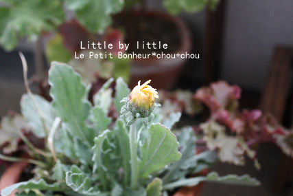 *Little by little*