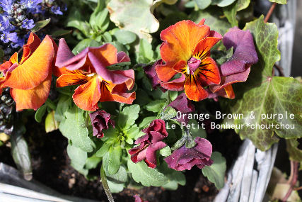 *Orange Brown & purple*