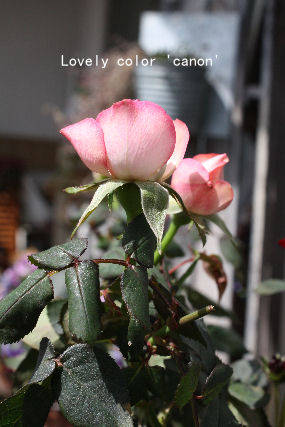 *Lovely color 'canon'*