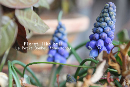 *Floret like bell*