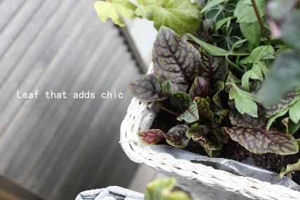 *Leaf that adds chic*