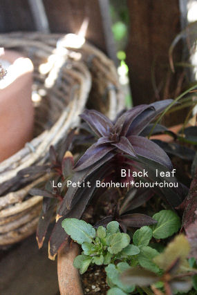 *Black leaf*