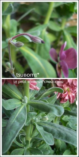 *Tsubomi*