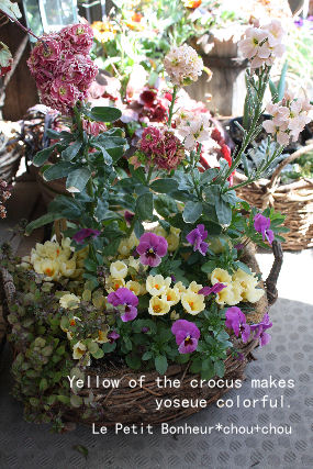 *Yellow of the crocus makes yoseue colorful.*