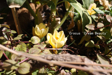 *Crocus 'Cream Beauty'*