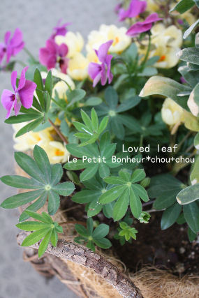 *Loved leaf*