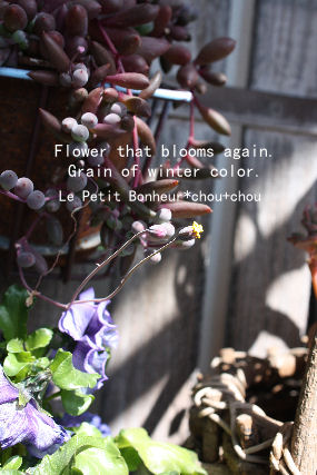 *Grain of winter color*