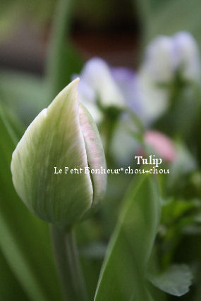 *Tulip*