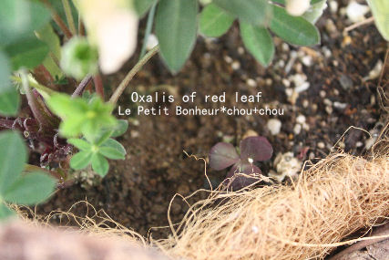 *Oxalis of red leaf*