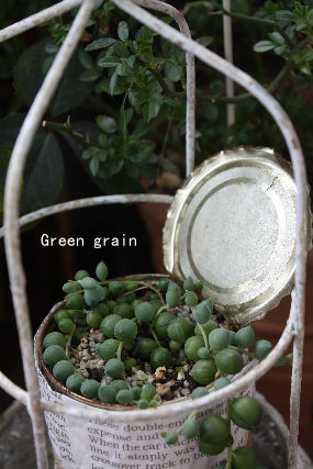 *Green grain*