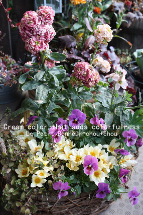 *Cream color that adds colorfulness*