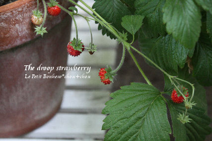 *The droop strawberry*