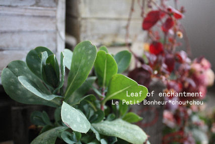 *Leaf of enchantment*