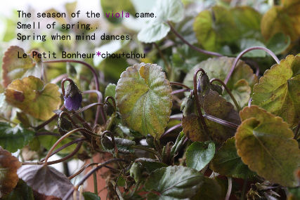 *The season of the viola came.*