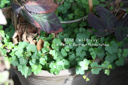 *Wild 'wild-ivy'*