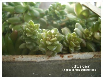 *Little Gem*