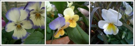 *Viola Collection*