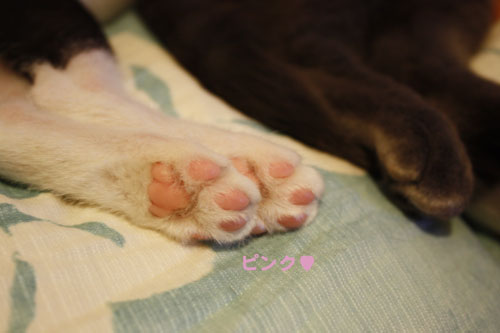 ピンク。