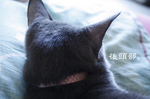 後頭部。