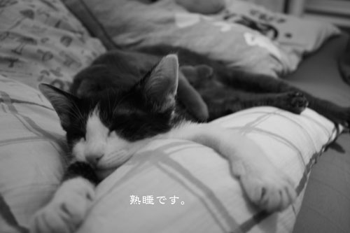 熟睡です。