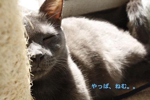 やっぱ、ねむ。。