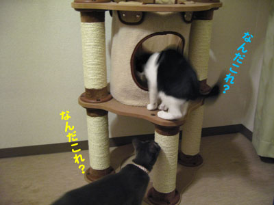 なんだこれ？
