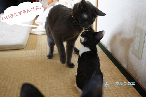 いい子にするんだよ。