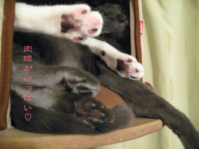 肉球がいっぱい