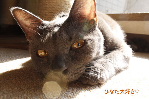 ひなた大好き