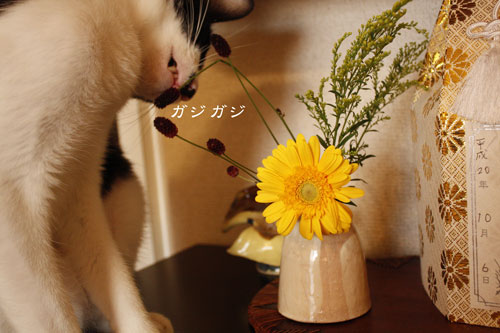 ガジガジ