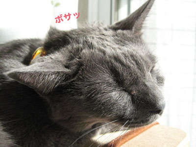 ボサッ