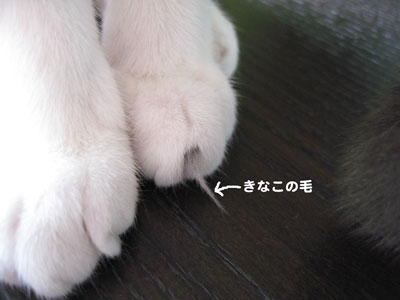きなこの毛