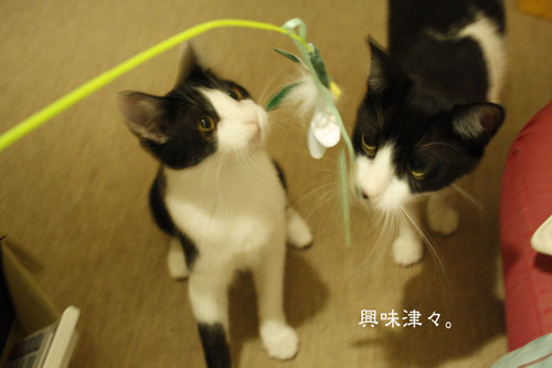 興味津々