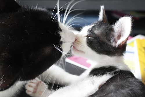キスシーン