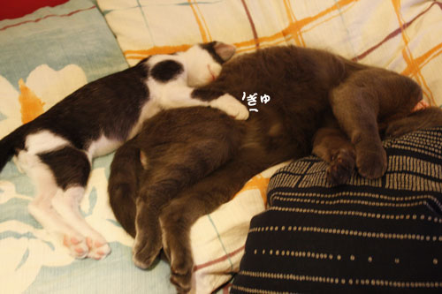 ぎゅ