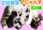 石川4ちびアニメ2.gif