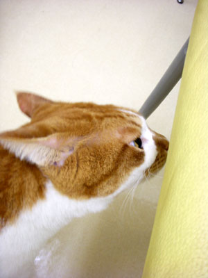 11-28-10-neyu.jpg