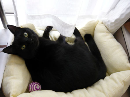 5-25-3-kuromaru.jpg