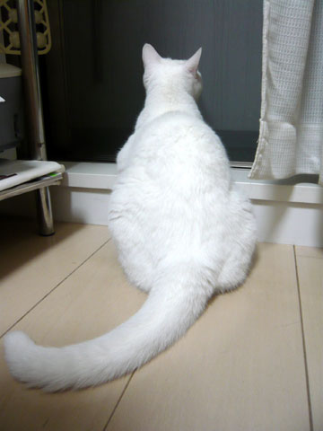 8-1-3-shinnosuke.jpg