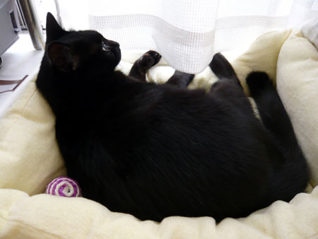 5-25-4-kuromaru.jpg