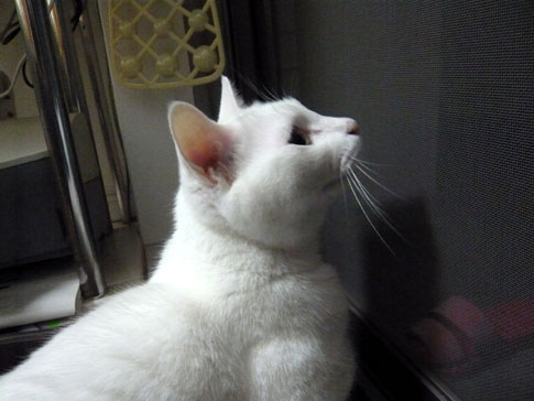 8-1-4-shinnosuke.jpg