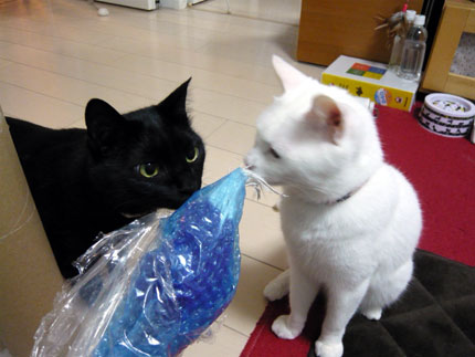 6-23-3-kuromaru&sin.jpg