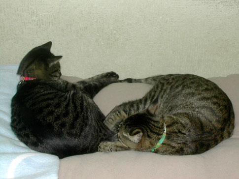 11-14-3-yume&iku.jpg