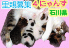 石川4ちびアニメ.gif