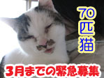 70cat.jpg