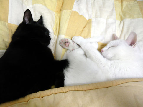 9-29-3-kuro&sin.jpg