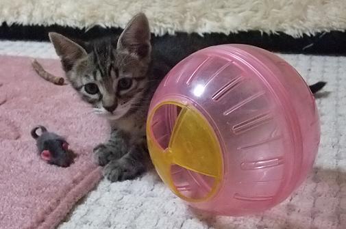 ねずみとあたち。