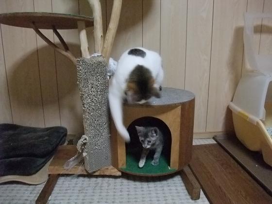 とりゃ。