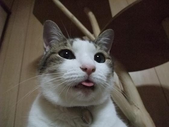 ぺろ。