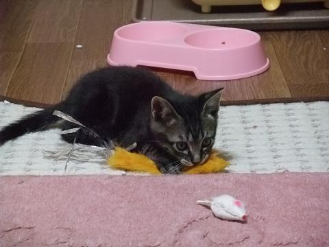 渡さないです。